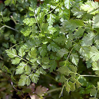 Chervil
